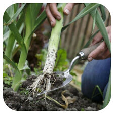 Leek mussleburgh mini for sale  LINCOLN