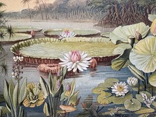 Riginalgrafik flora wasserpfla gebraucht kaufen  Berlin