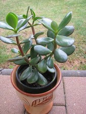 Geldbaum pfennigbaum crassula gebraucht kaufen  Münster