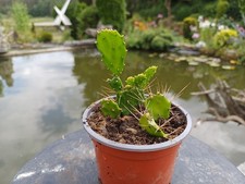 knospe gebraucht kaufen knospe gebraucht kaufen Röttenbach b Erlangen
