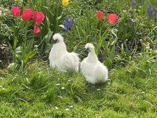 White silkie bantam for sale  ABERGELE