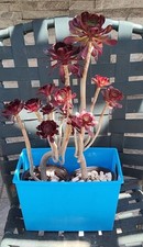 Aeonium arboreum atropurpureum for sale  Corona