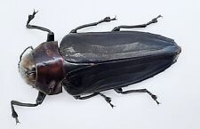 Buprestidae belionota gigantea gebraucht kaufen  Wadern