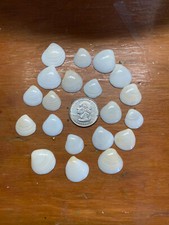 quahog shell for sale quahog shell for sale Lindenhurst
