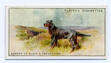 Gordon setter players for sale  COLEFORD