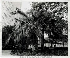 1976 stampa butia usato  Spedire a Italy