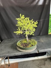 larix bonsai d'occasion larix bonsai d'occasion Expédié en Belgium