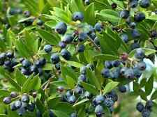 Bacche mirto nero usato  Cuneo