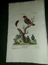 Rare seligmann edwards for sale  Cleveland