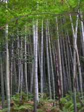 Graines phyllostachys edulis d'occasion  Sabres