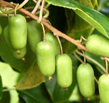 Actinidia arguta 110 usato  Napoli