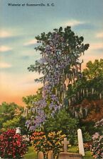 Wisteria tree summerville for sale  Saylorsburg