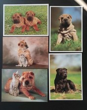 shar pei gebraucht kaufen shar pei gebraucht kaufen Borna