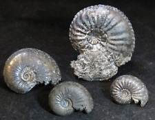 Ammonites pyritisées lot d'occasion  Audincourt