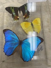 Real framed butterflies for sale  San Gabriel