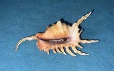 spider conch for sale spider conch for sale San Diego