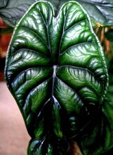 Rare alocasia dark for sale  Glenmoore