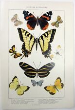 American butterflies original for sale  Sayville