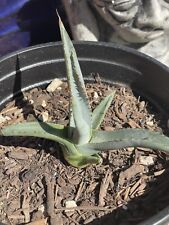 Sharkskin agave asperrima for sale  Phoenix