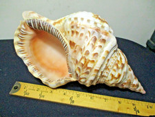Large natural trumpet for sale  Exeter