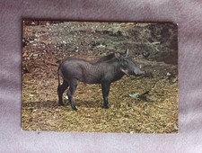 warzenschwein gebraucht kaufen warzenschwein gebraucht kaufen Berlin