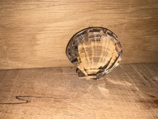 Swarovski crystal scallop for sale  CARDIFF