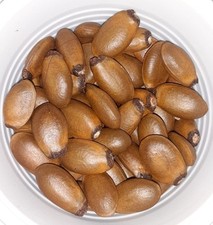 100 soursop seeds d'occasion  Expédié en Belgium