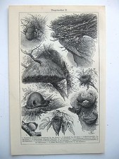 Stampa antica old usato  Velletri