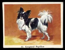 Papillon french butterfly for sale  UK