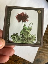 Poppy flower magic for sale  NORWICH