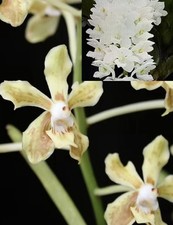 Lamellata rhy. coelestis for sale  Bogalusa