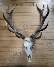 Massacre cerf d'occasion  Billom