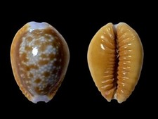 Cypraea helvola callista usato  Roma