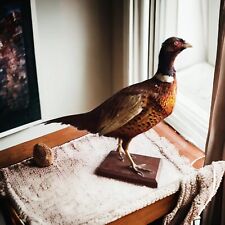 Faisan naturalisé empaillé d'occasion  Niort