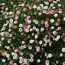 Erigeron karvin stallone for sale  UK