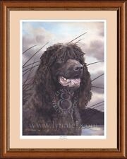 Irish water spaniel for sale  CANNOCK