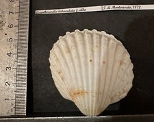 Collection coquillage acanthoc d'occasion  Champigny-sur-Marne
