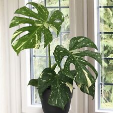 Seeds monstera thai for sale  Spring City