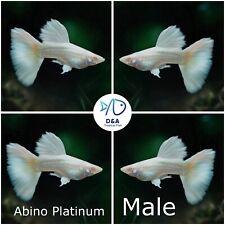 Breeding pairs live for sale  Houston