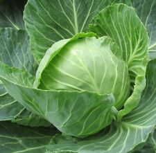 Organic golden acre for sale  Fabius