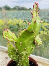 Josephs coat opuntia for sale  Ireland