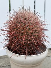 Large rare pink for sale  Rancho Cucamonga
