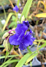 Tradescantia macs double. for sale  PRESTON