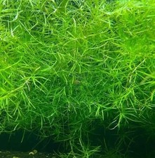 Guppy grass live for sale  TONYPANDY