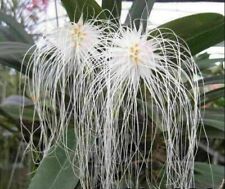Bulbophyllum medusae species d'occasion  Paris XV