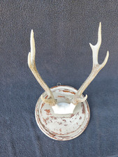 Mounted deer horn for sale  WIGSTON