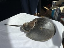Wow giant horseshoe for sale  Chebeague Island