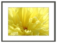 framed blue dahlia art for sale framed blue dahlia art for sale High Point