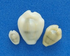 Coquillage collection cypraea d'occasion  Biarritz