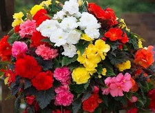 Begonia nonstop mixed for sale  BELLSHILL